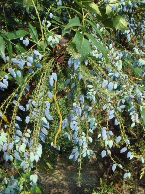 Mahonia bealei fruit